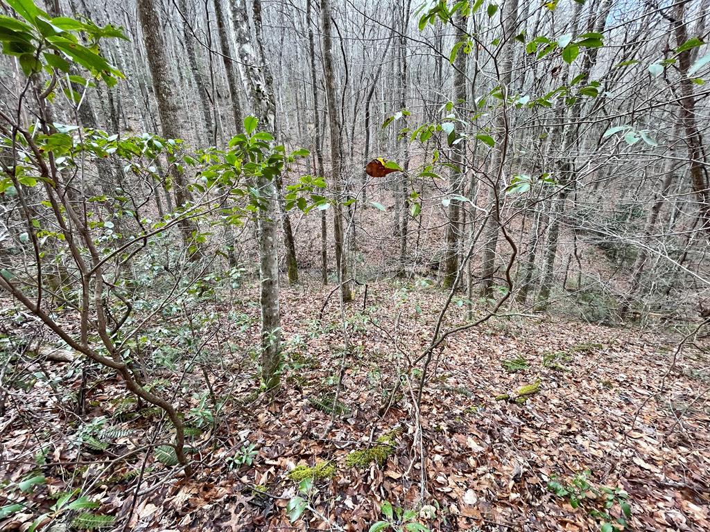 Lot 13 Battle Branch Road - Photo 1