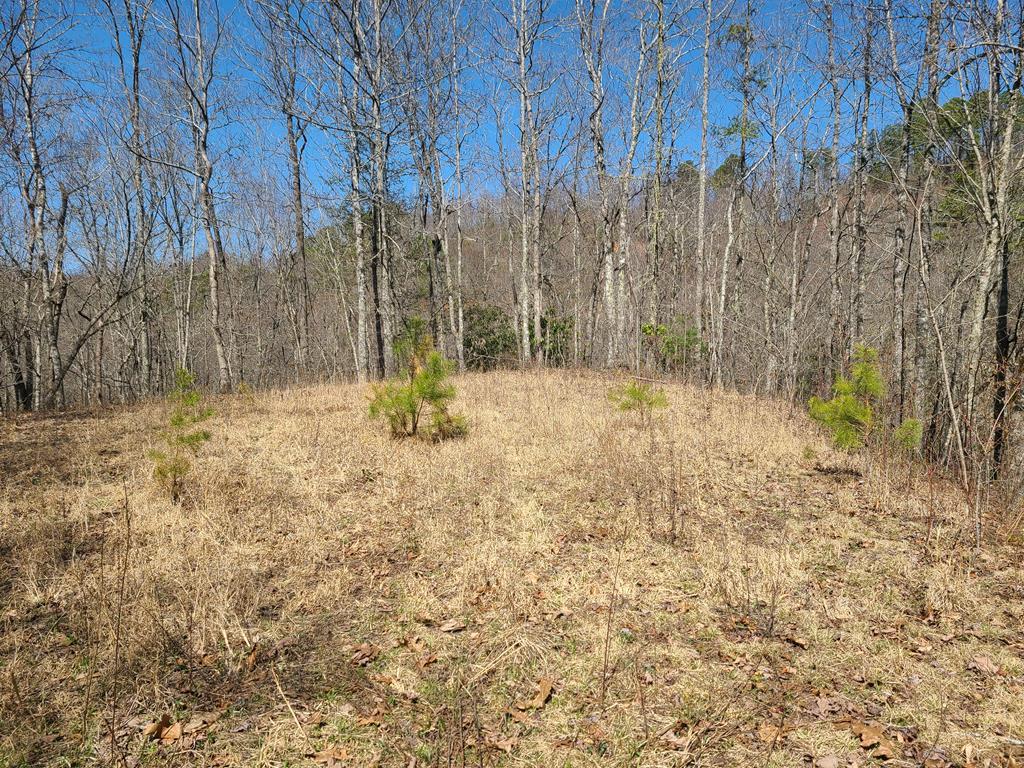 00 Sweet Shrub Lane - Photo 1