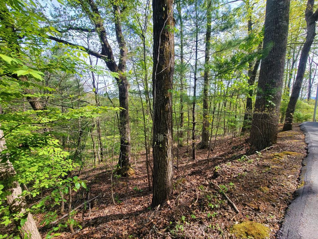 00 Timber Lane - Photo 1