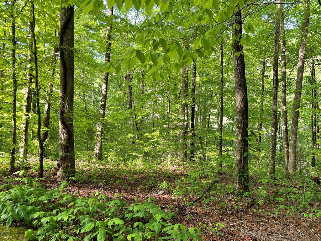 Lot 31 Eagle View Circle - Photo 1