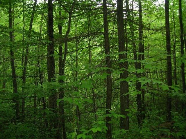 Lot 18 Black Rock Creek - Photo 1