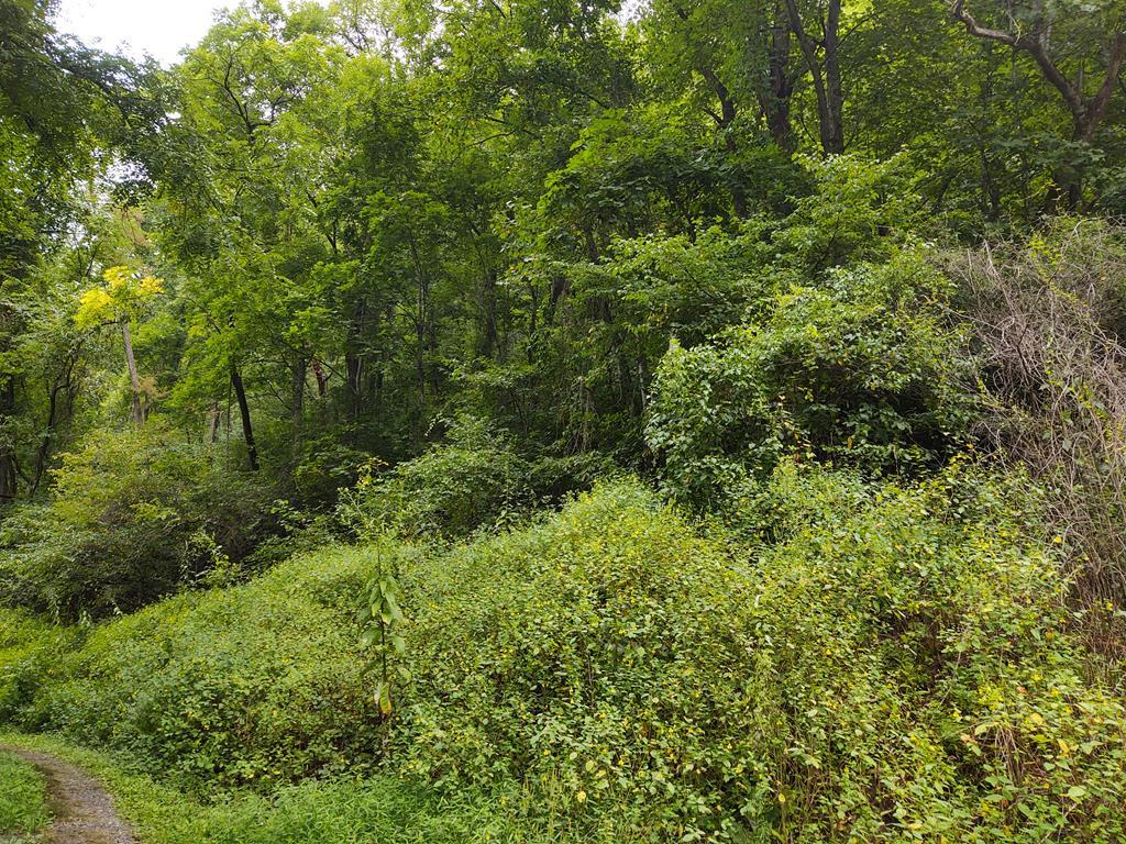 Lot 16 Utica Trail - Photo 1