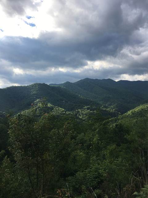 0 0 Bear Ridge Run - Photo 1