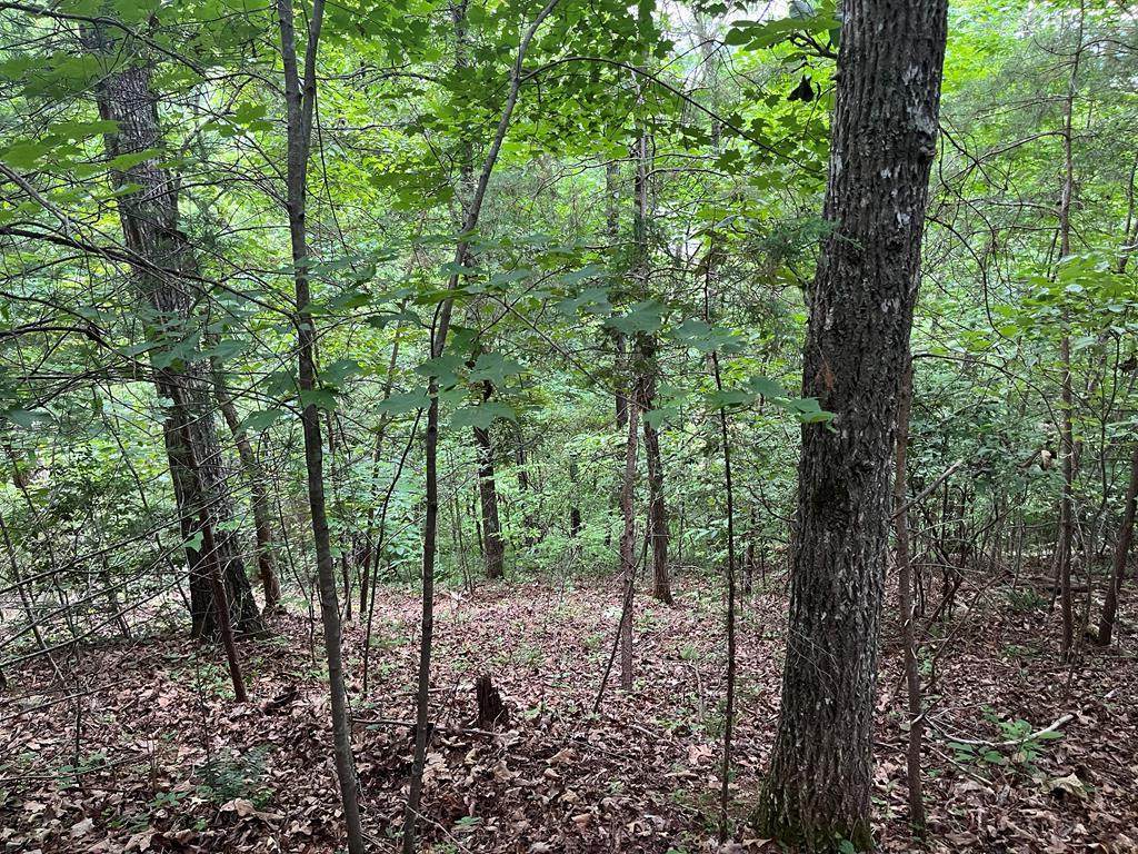 0 Wedgewood Acres - Photo 1