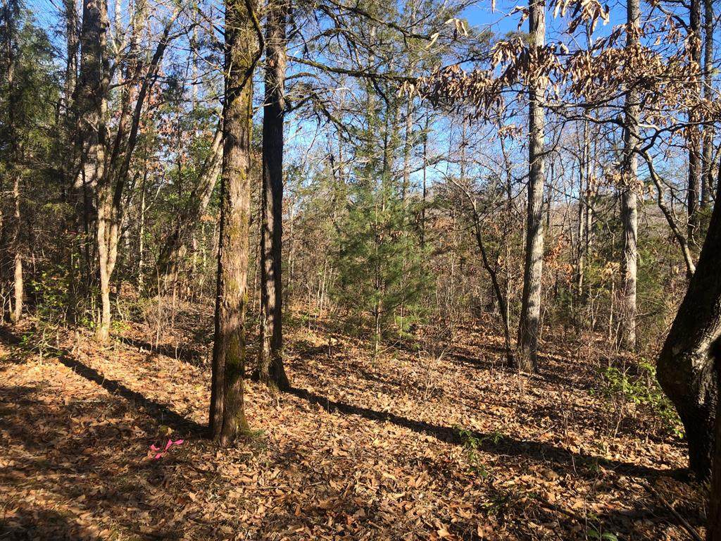 Lot 8 Santeetlah Ridge - Photo 1