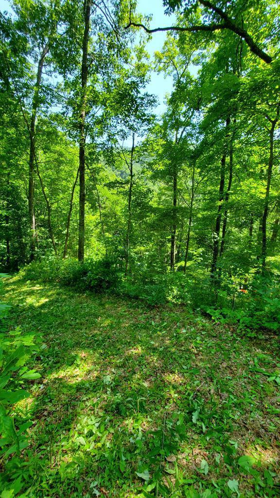 Lot 34 Black Walnut - Photo 1