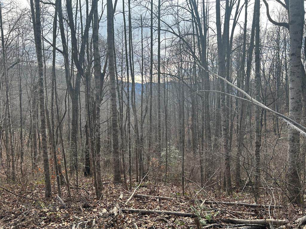 Lot 5 Pigeon Creek Road - Photo 1