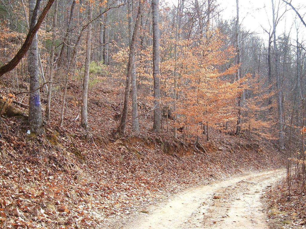 Lot 16 Cedar Cliff/Stovall - Photo 1