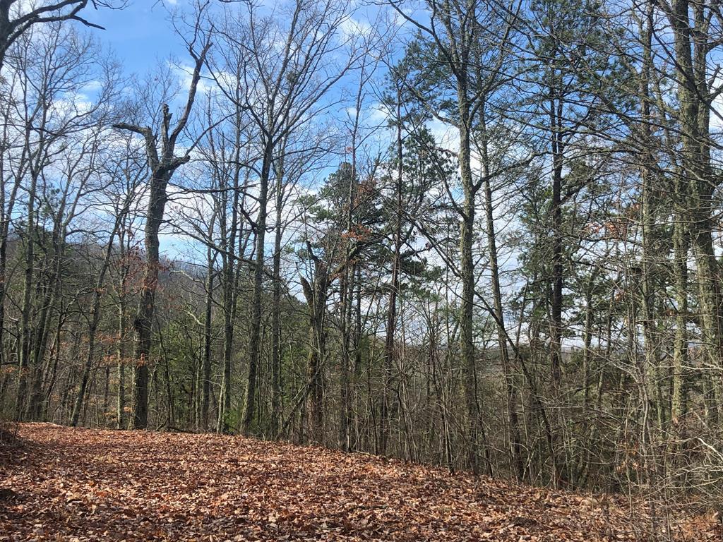 0000 Black Forest Drive - Photo 1