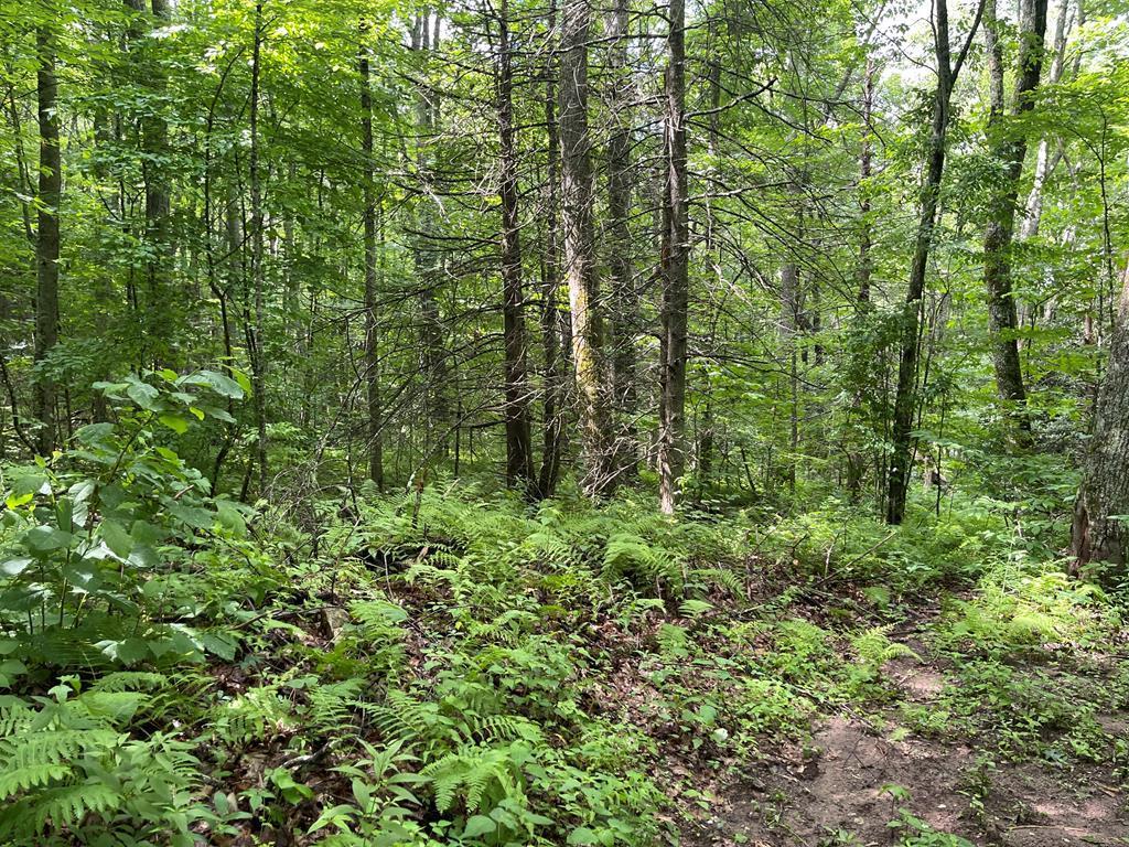 00 Woodchuck Trail - Photo 1