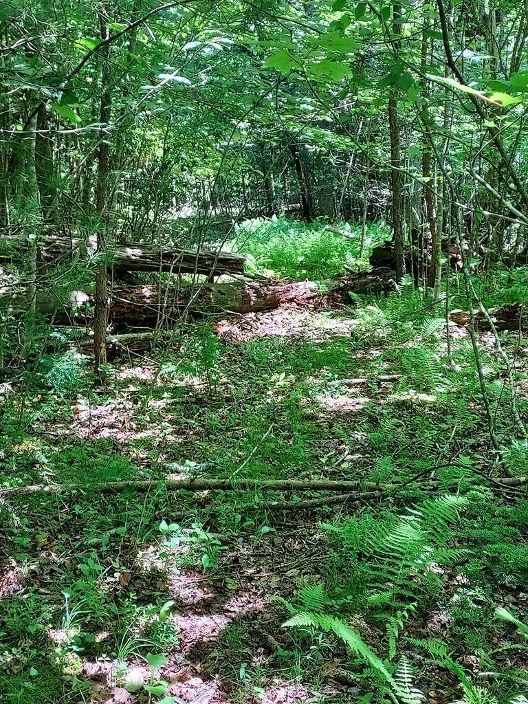 00 Dryman Fork Woods - Photo 1