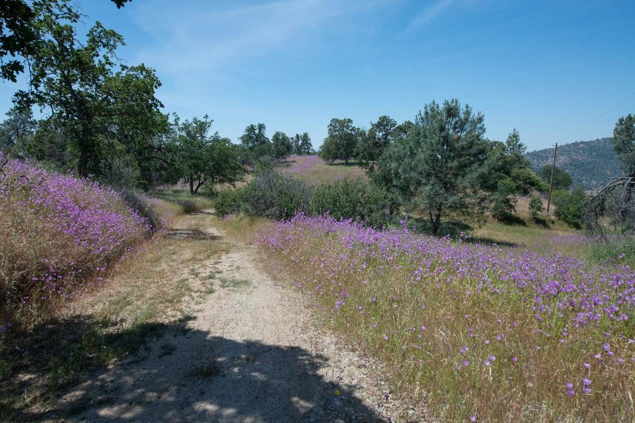 0-0 Pennyroyal - Photo 1