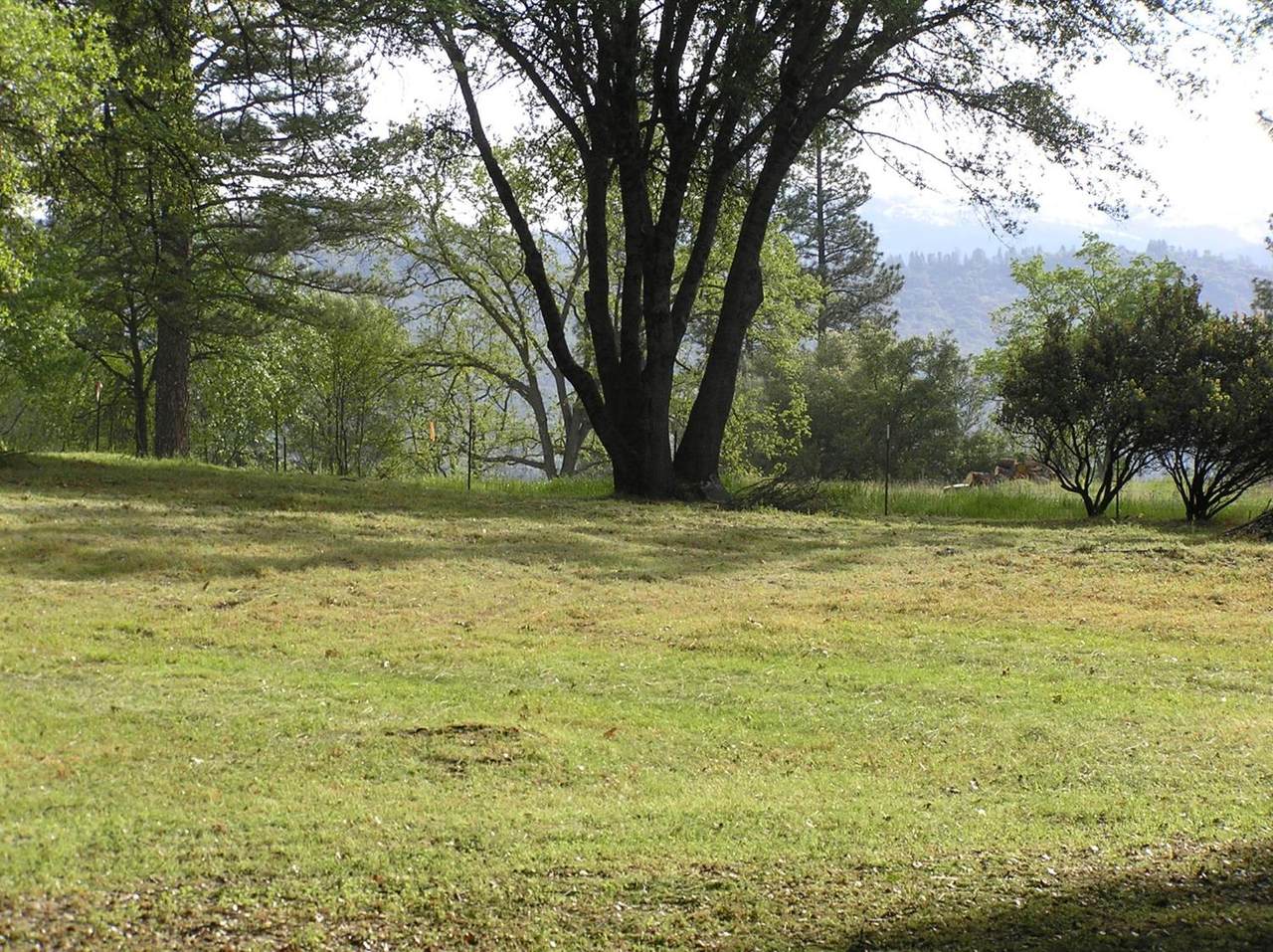 0 Lot 41 Pine Ridge Road - Photo 1