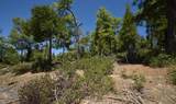 42251 Tourmaline Lane - Photo 6