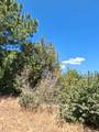 33892 33892 Shaver Springs Road - Photo 6