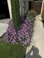 43 Bohemia Lane - Photo 22