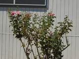 860-#18 Grangeville Boulevard - Photo 2