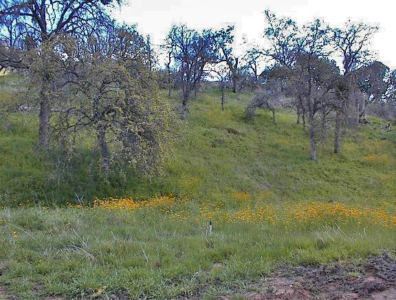 0 Cougar Lane - Photo 1