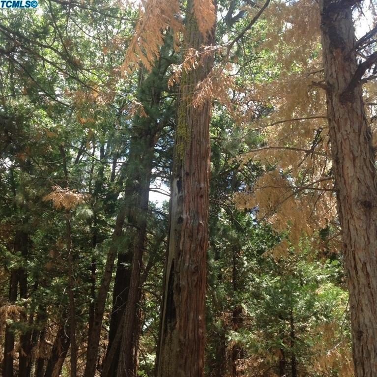 80 Cedar Slope - Photo 1