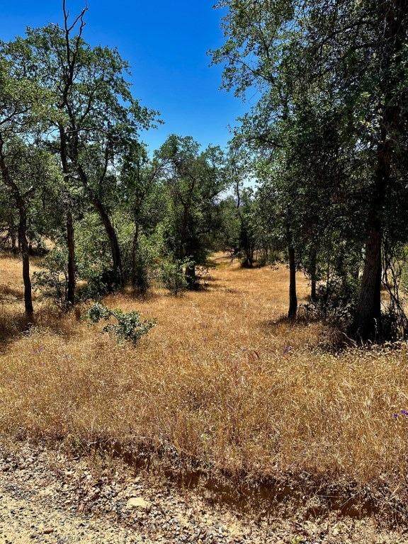 0-37.88 AC Flying O Ranch Road - Photo 1