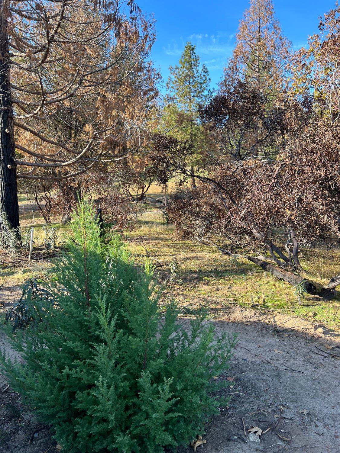 34527 Shaver Springs Road - Photo 1