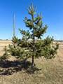 66524 Rge Rd 161 - Photo 13