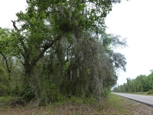 00 State Road 21 - Photo 1