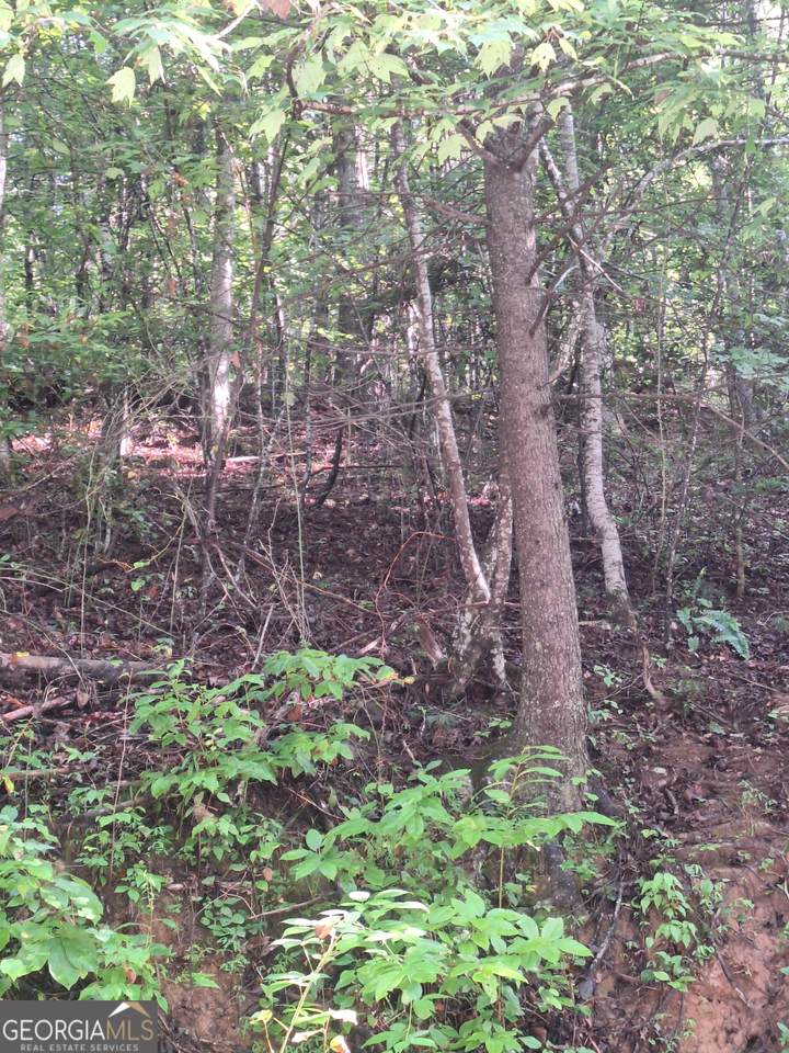 0 Coopers Creek Road - Photo 1