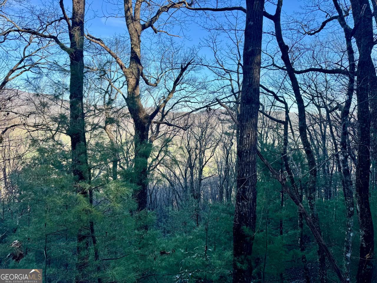 0 Mule Branch Road - Photo 1