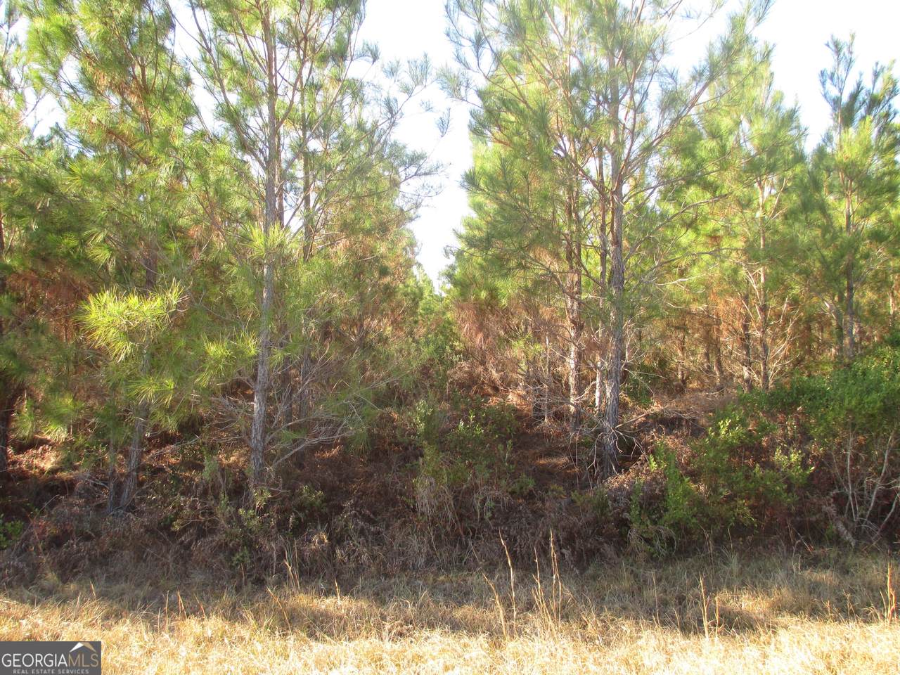 0088 003A Pine Level Church Road - Photo 1