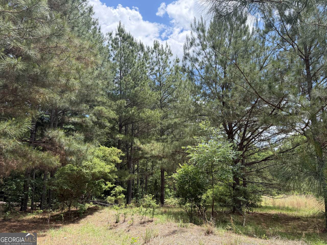 008 Little Sandy Creek Road - Photo 1