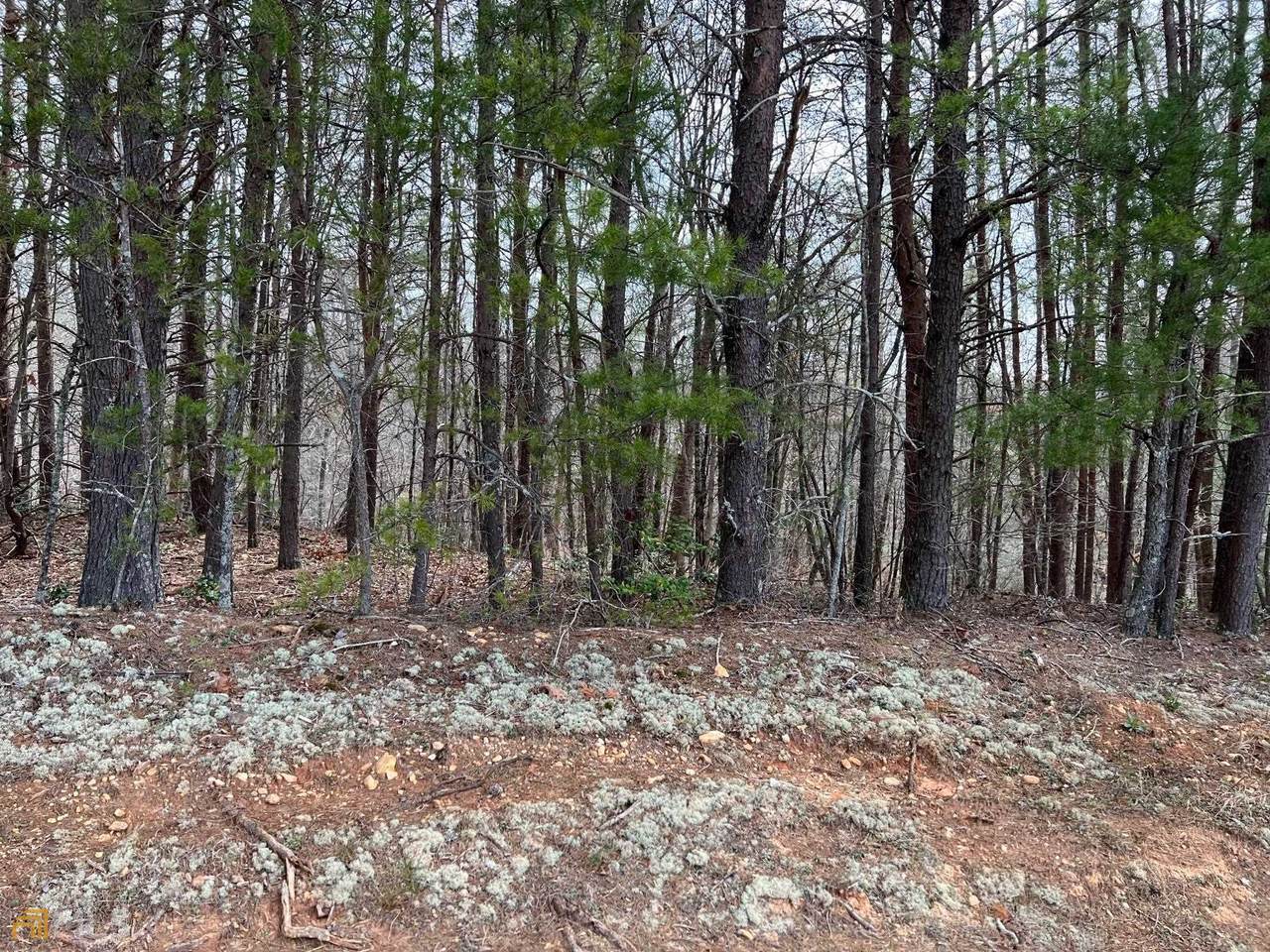 0 Ivy Log Road/10.48 Acres - Photo 1