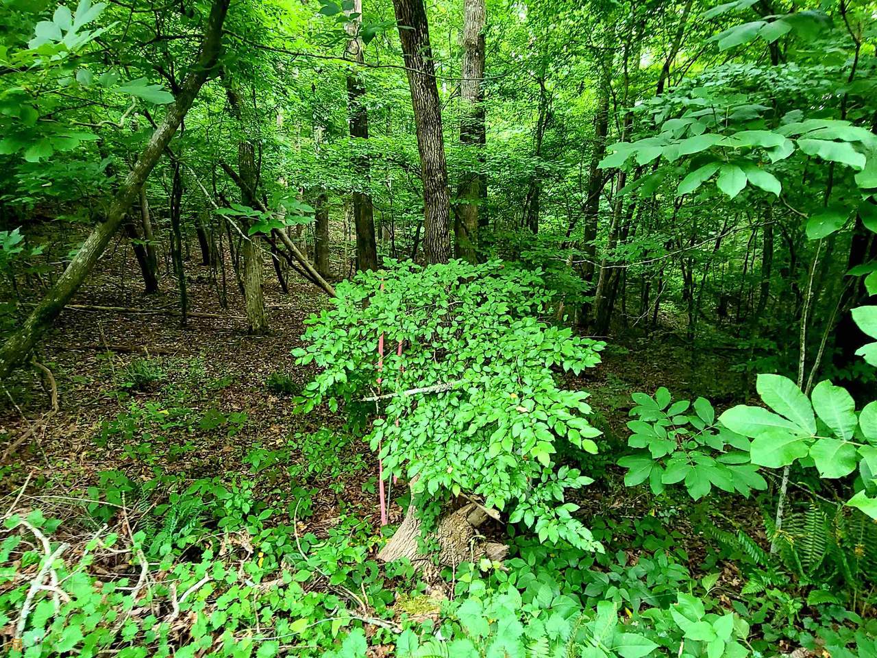 5365 Truman Mountain Road - Photo 1