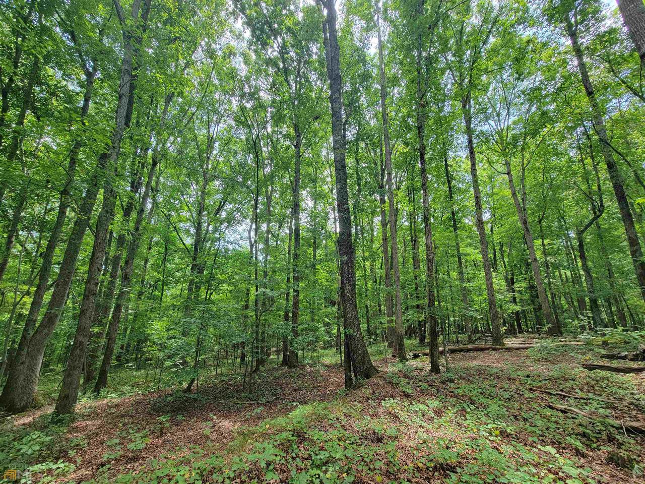 104 ACRES Gordon Road - Photo 1