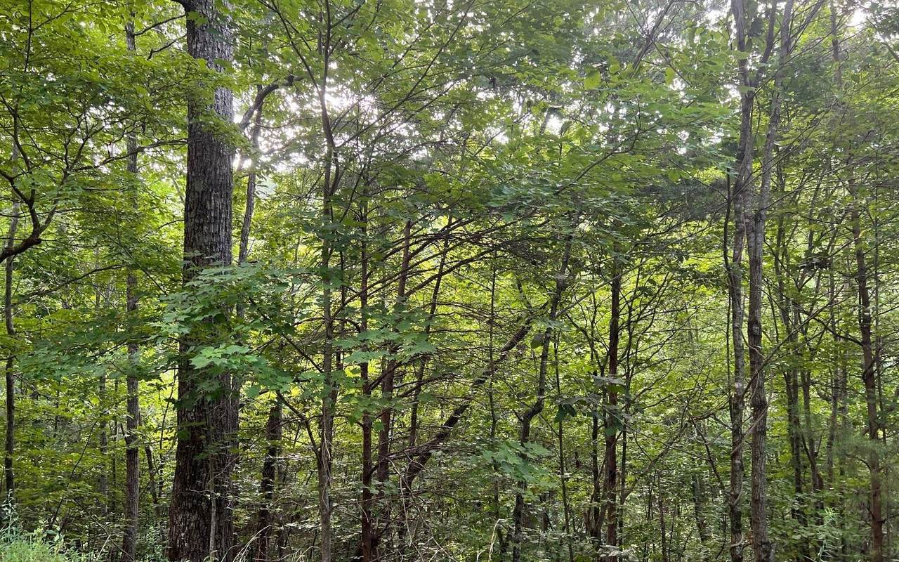 LOT 13 Preserve At Beach Mountain - Photo 1