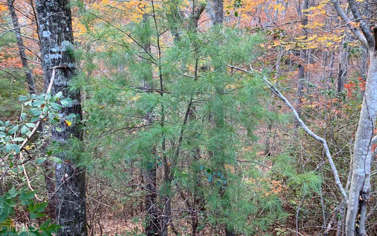 Lot 12 Scenic Views - Photo 1