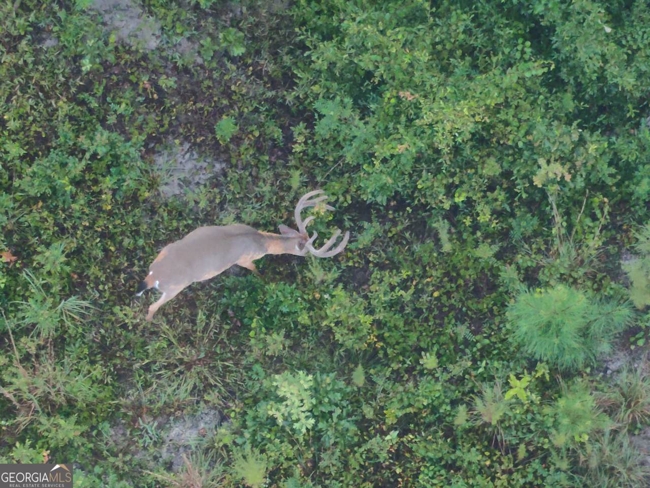 0 Laurel Branch Road - Photo 1