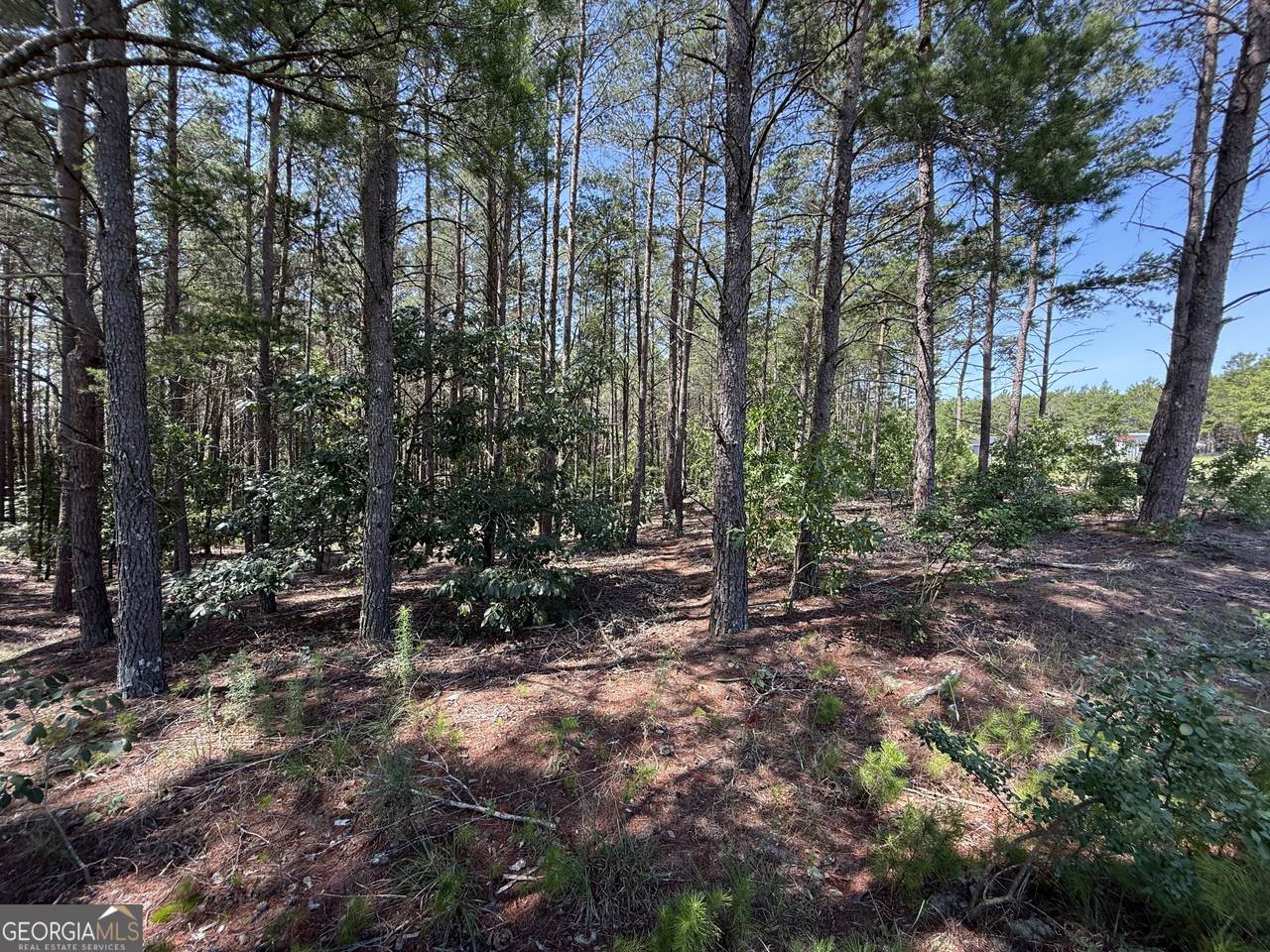 12.1 ACRES Jackson Road - Photo 1