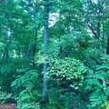 LOT 9 Wildflower Ridge - Photo 4