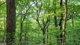 1012 Wild Turkey Bluff - Photo 13