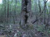 0 Bear Creek Road - Photo 10