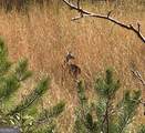 0 Squirrel Hunting Road - Photo 6