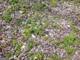 0 Susie Pope Road - Photo 26