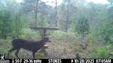 2450 Chestnut Grove Road - Photo 54