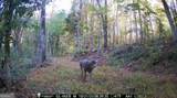 2450 Chestnut Grove Road - Photo 55