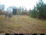 2450 Chestnut Grove Road - Photo 59