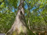 38 +/- Acres On Ga Hwy 157 - Photo 7