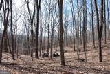 86.99 Acres Mincie Mountain - Photo 10