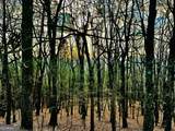 86.99 Acres Mincie Mountain - Photo 40