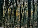 86.99 Acres Mincie Mountain - Photo 42